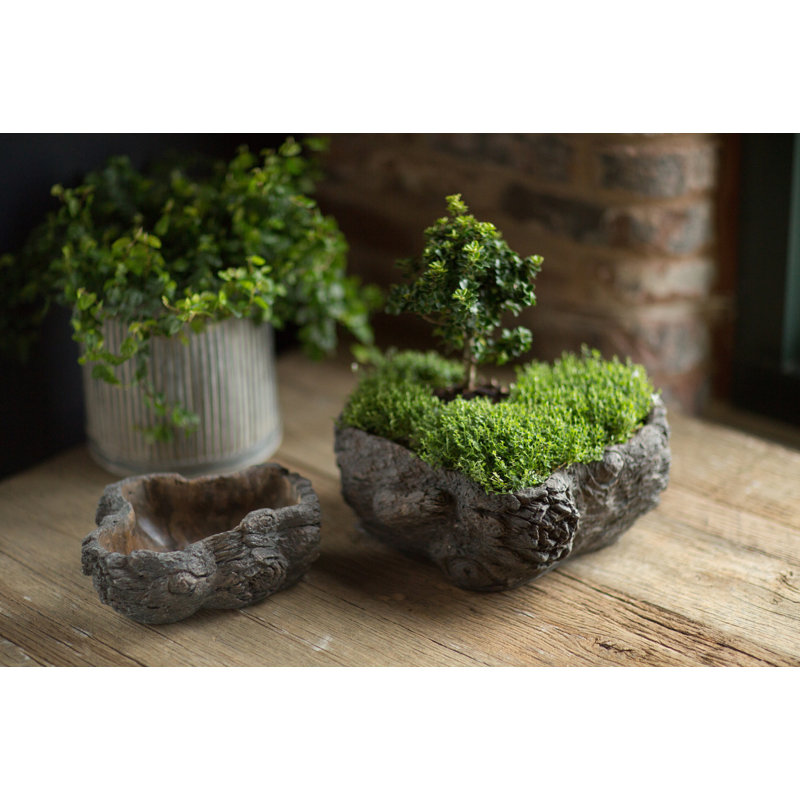 Pot de fleurs statue en ciment Cahoon, H 4,63 po x l 12 po x P 9,75 po