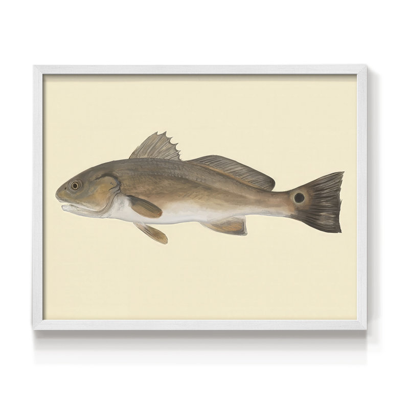 «Saltwater Species III», reproduction encadrée, H 11 po x l 14 po, Blanc
