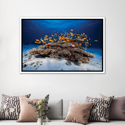 Marine Life by Barathieu Gabriel - Print