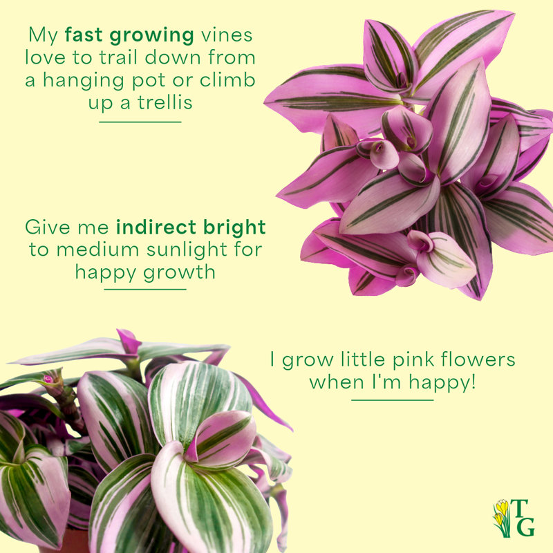 Live Tradescantia Nanouk Plant, Sage