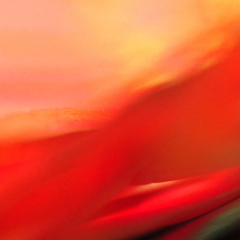 «Lisa Argyropoulos Rhapsody» par Lisa Argyropoulos - reproduction imprimée, H 12 po x l 12 po, Non, Toile tendue