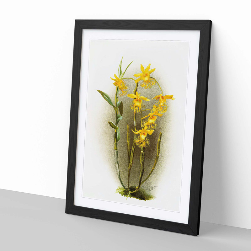 Magnolia Flowers Illustration Tab. 92 by Frederick Sander - Picture Frame Painting Print, Black, 91cm H x 60cm W x 2cm D