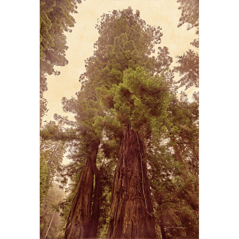 " Redwoods II ", 30" H x 20" W  