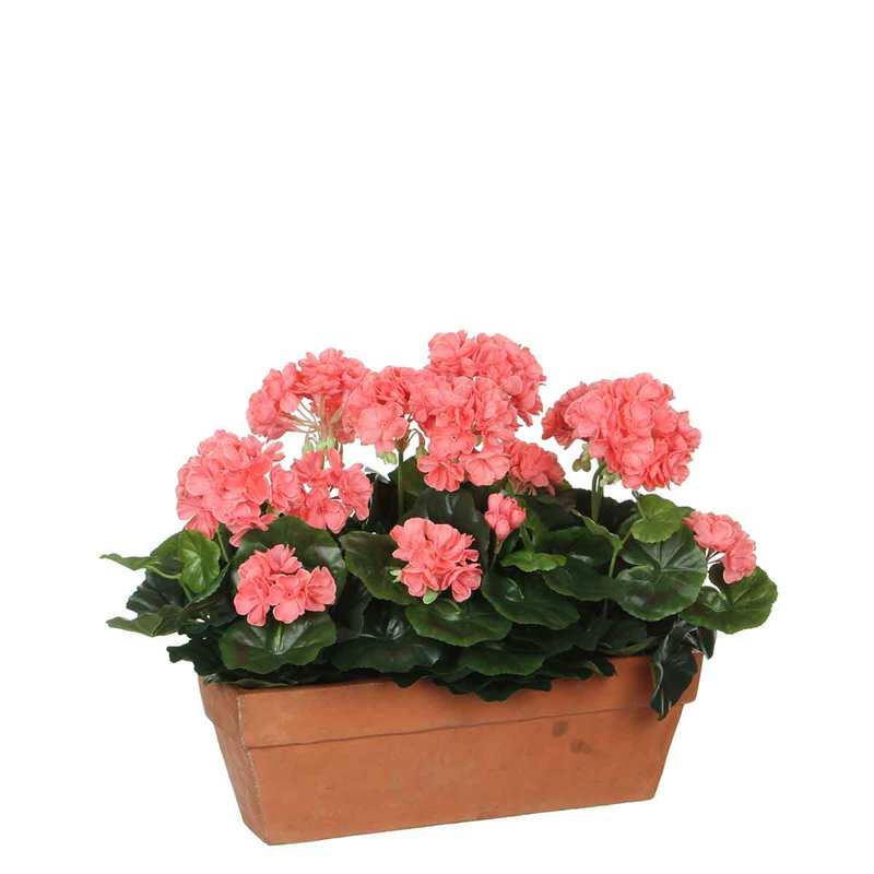 Geranium Arrangement in Planter, Salmon