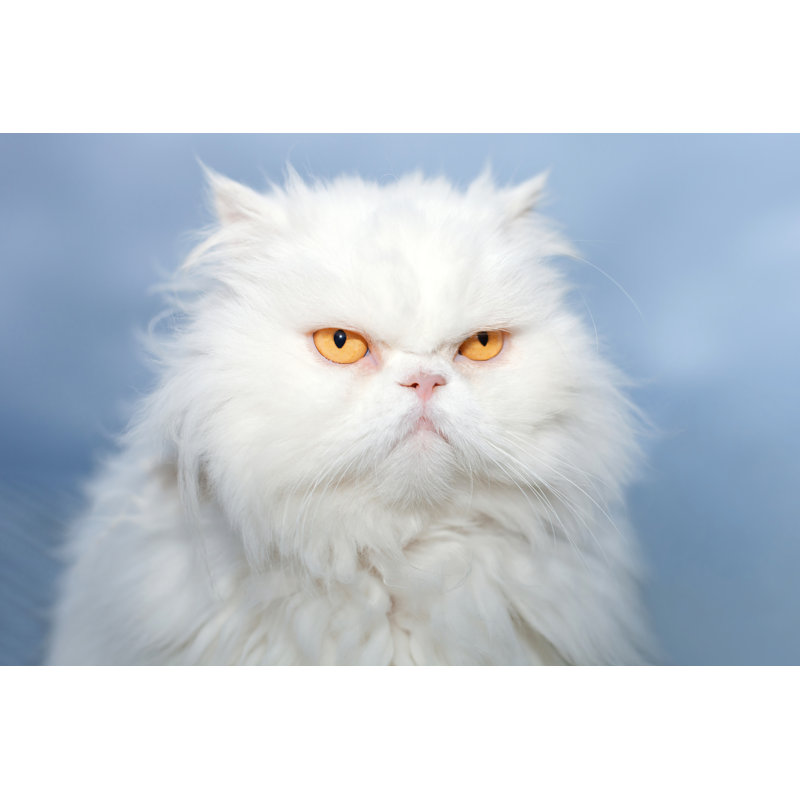White Persian Cat - Wrapped Canvas Print, 20cm H x 30cm W