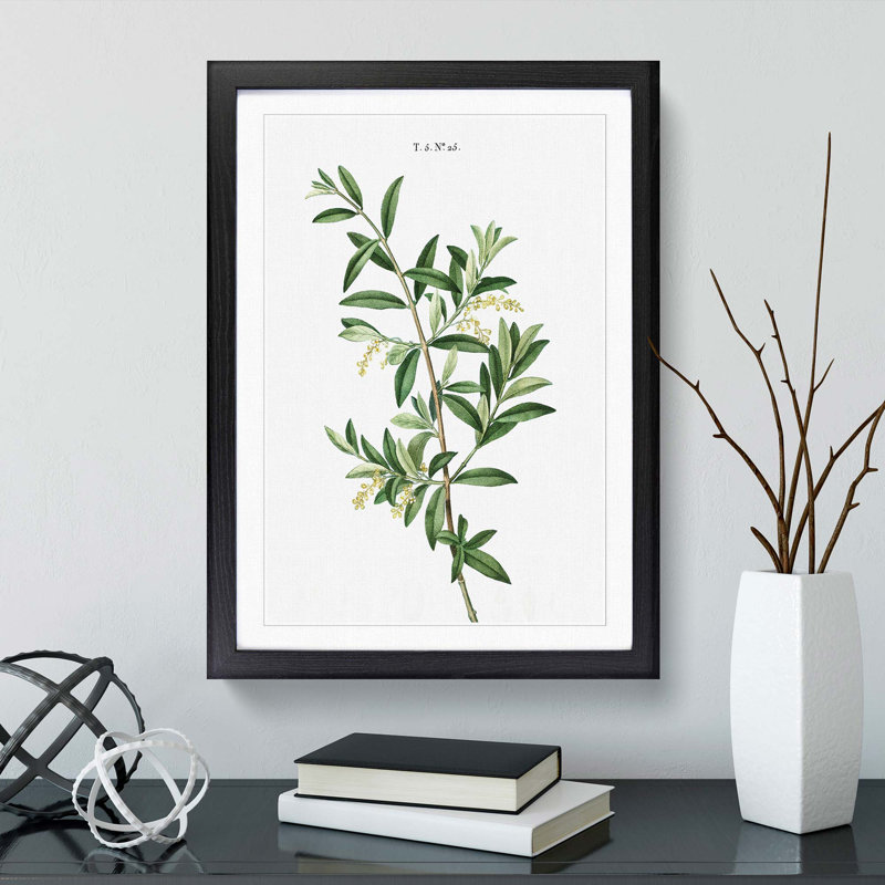 Green Olive Tree by Pierre-Joseph Redoute - Framed Print, 48cm H x 36cm W x 2cm D, Black Framed