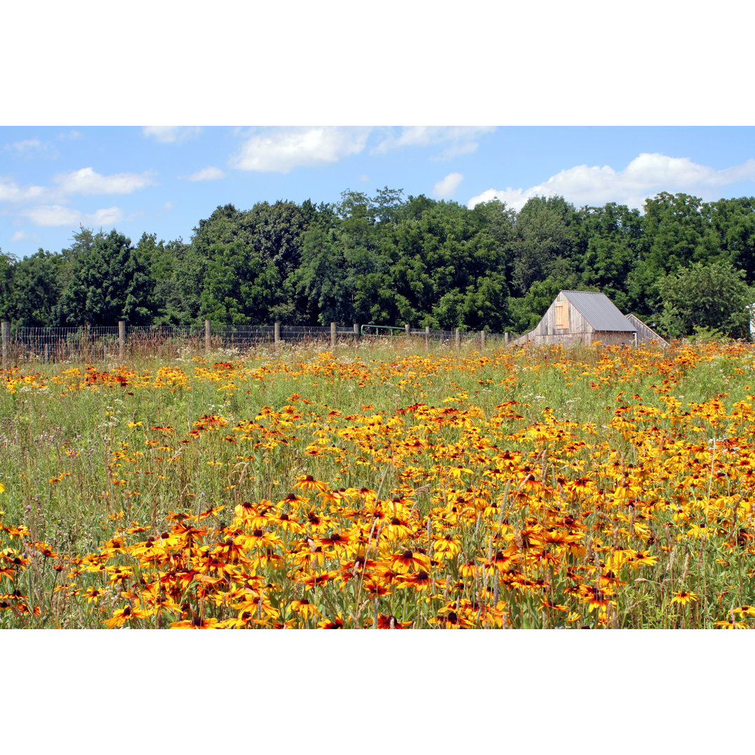 Zapfenblumenwiese von 2Windspa - Drucken