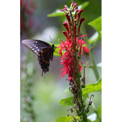Papillon sur fleur cardinal par Cjmckendry