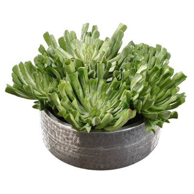 Echeveria en pot de fleurs vert