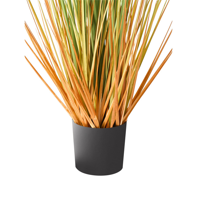 Annleigh 90cm Plant