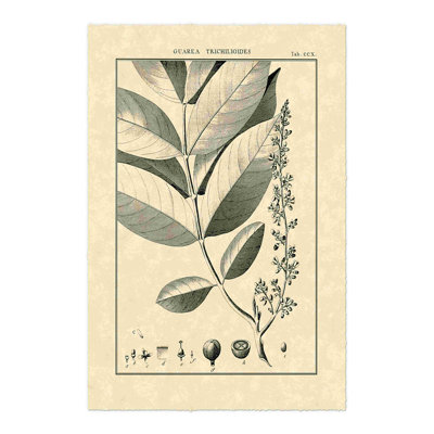 Étude botanique rétro VI