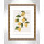 Amalfi Lemons - cadre photo, impression-66318798-66318812