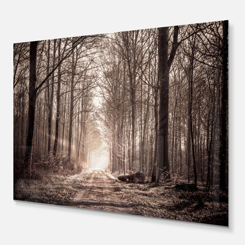 «Forest Trail in Sepia», reproduction de photo sur toile tendue, H 34 po x l 44 po x P 1 po, Métal métal