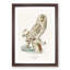 Ural Owl by Von Wright - Picture Frame Graphic Art Print-55772722-55772729