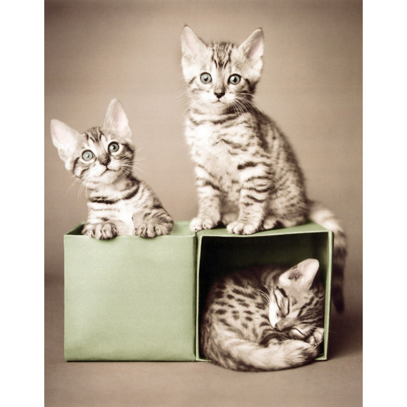 Chatons du Bengale, H 24 po x l 19 po