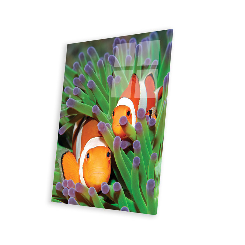 «Benedetti Clown Anemonefish in Sea Anemone Tentacles, Indonésie» par Hans Leijnse - impression sans cadre