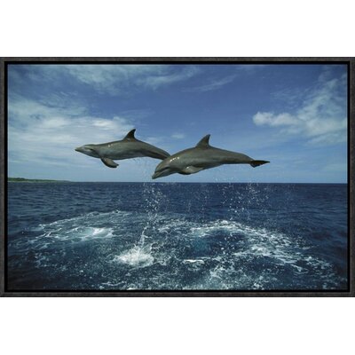 Bottlenose Dolphin Pair Leaping' Framed Photographic Print on Canvas -  East Urban Home, URBH4914 38224029