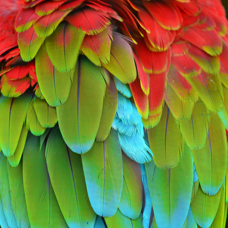 «Lorena Colorful Ara Plumage» par Thawats - impression, H 20 po x l 20 po
