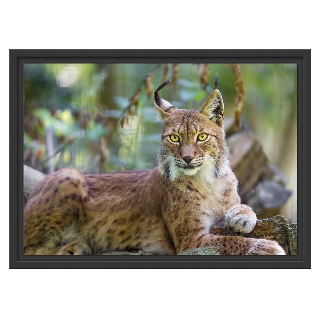 Gerahmtes Wandbild aufmerksamer Luchs