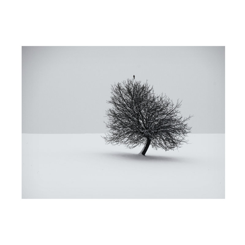 Art sur toile «Bachelor Renate Wasinger Winter», H 24 po x l 32 po