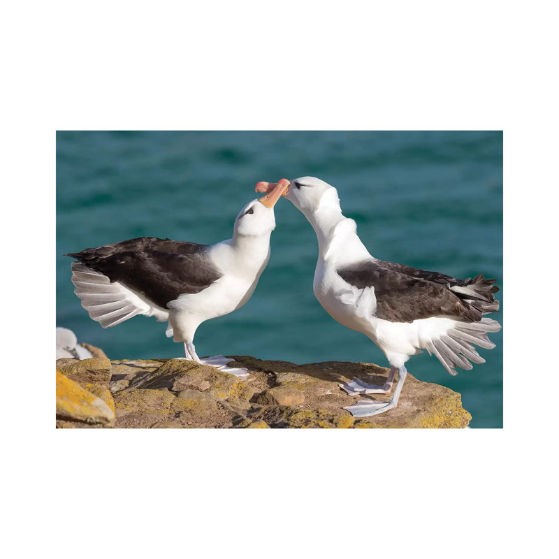 Black-Browed Albatross Or Black-Browed Mollymawk, Typical Courtship And Greeting Behavior, Falkland Islands. by Martin Zwick - Wrapped Canvas Gallery-Wrapped Canvas Giclée
