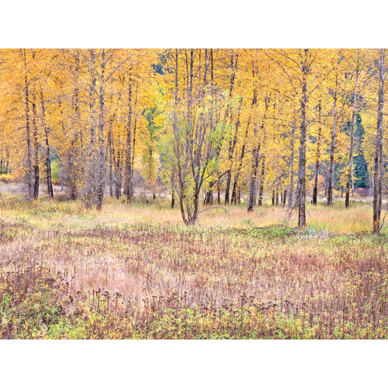 Autumn Field And Tree Grove by Bruce Heinemann, No Mat, Black Framed Canvas, 19" H x 25" W x 2" D