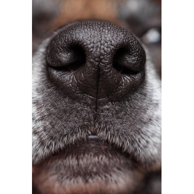 Dogs Nose by Brianasmussen