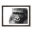 Gorilla with Brown Eyes - Picture Frame Graphic Art Print-56713304-56713302