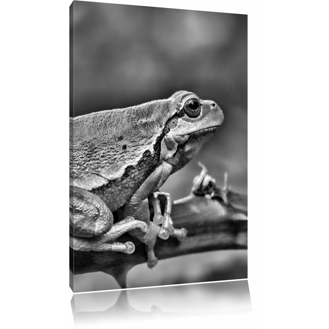 Leinwandbild Kleiner Frosch auf Dornenast in Monochrom