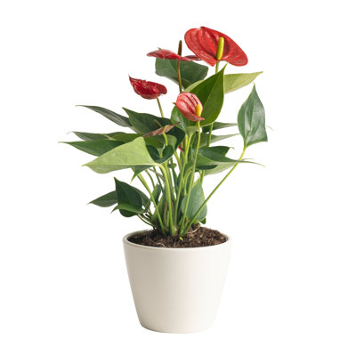 Costa Farms Indoor Anthurium House Plant in 4-inch Décor Pot