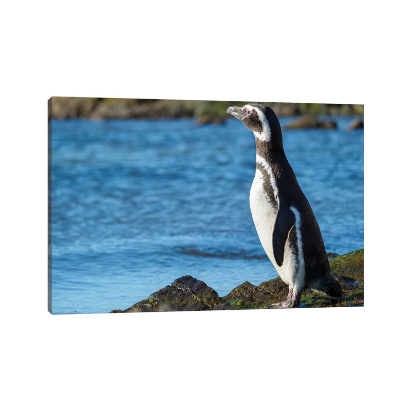 Magellanic Penguin At Rocky Shore, Falkland Islands by Martin Zwick - Wrapped Canvas Print, 20.32 cm H x 30.48 cm W