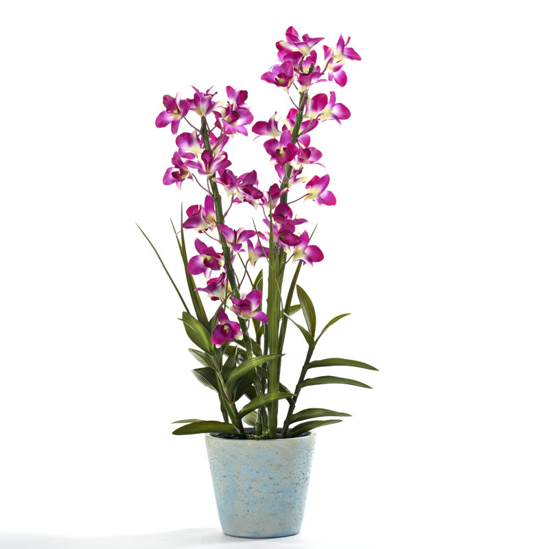 Orchidées mauves en pot de ciment