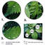 Ferns Plant Gossamer Veil I - impression-348797049-348797055