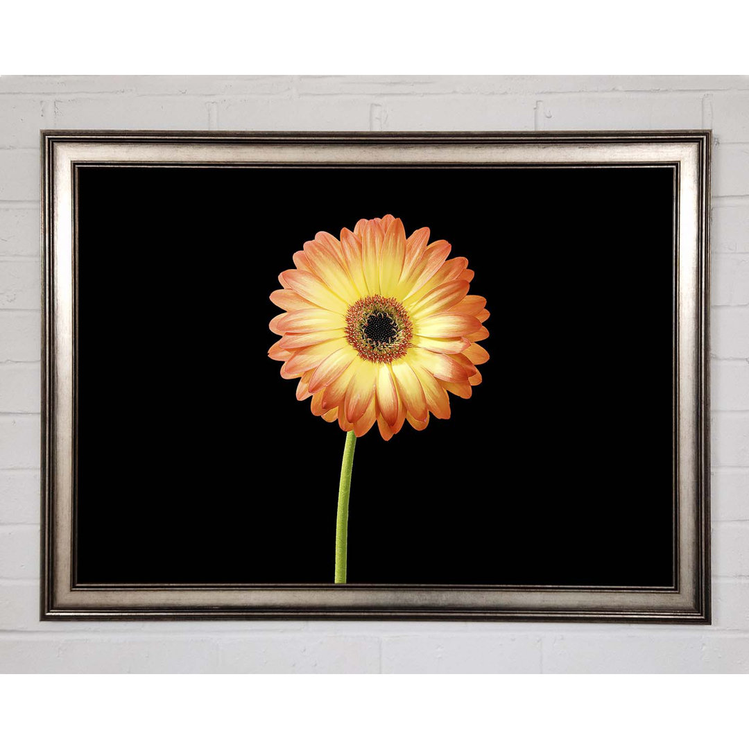 Orange Gerbera auf Schwarz - Einzelner Bilderrahmen Kunstdrucke