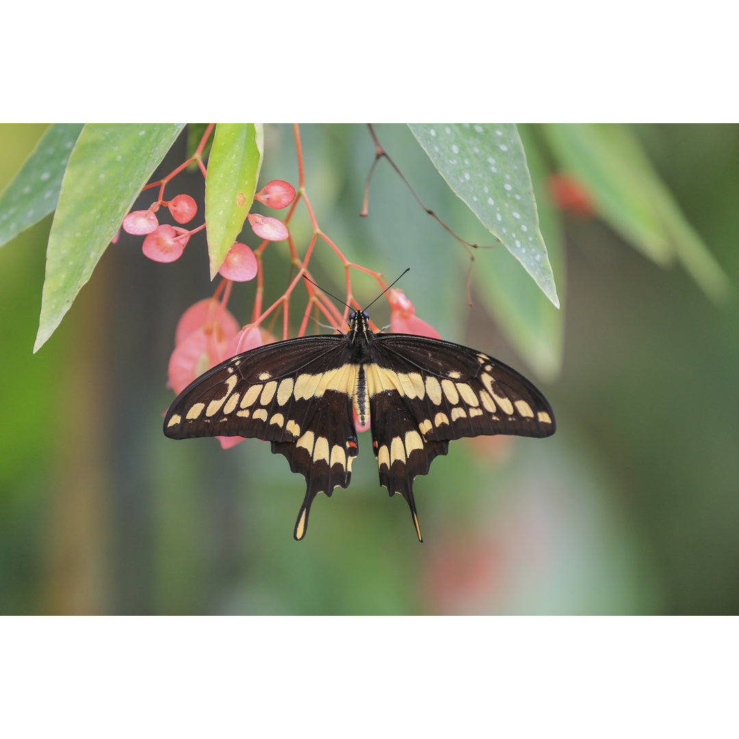 Großer Schwalbenschwanz (Papilio Cresphontes) - Leinwandbild