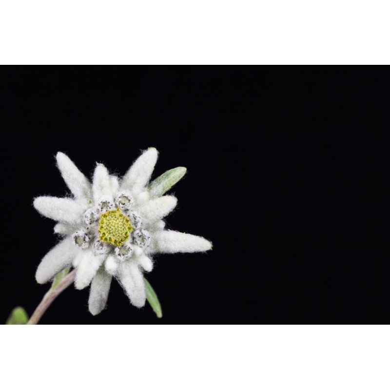 Edelweiss by Porojnicu - Wrapped Canvas Print, 30cm H x 46cm W x 3.8cm D