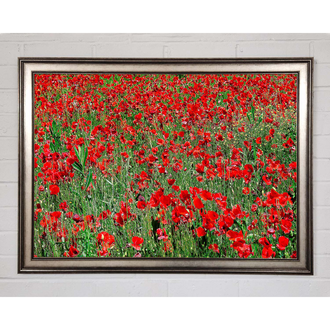 Gerahmtes Leinwandbild Red Poppy Field