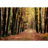 Sunshine Trail In Autumn Tree Park