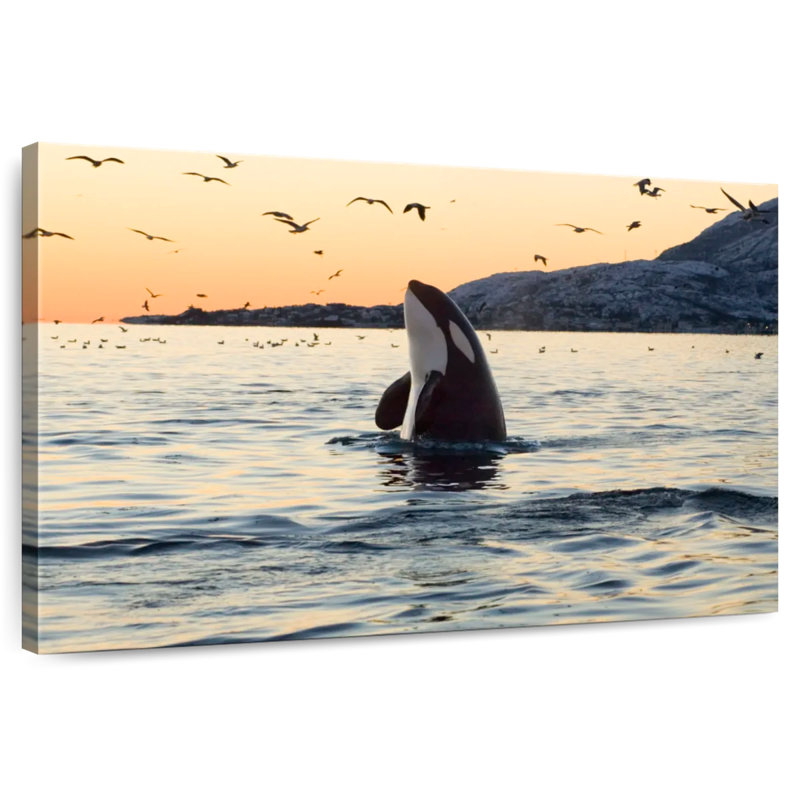 Brampt Spyhopping Orca Whale, 8" H x 12" W