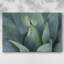 Agave bleue, toile tendue I-Gallery-352215822