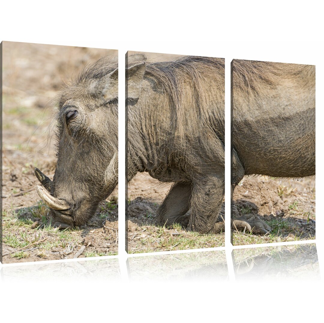 3-tlg. Leinwandbilder-Set „Warzenschwein durchwühlt Boden“, Fotodruck