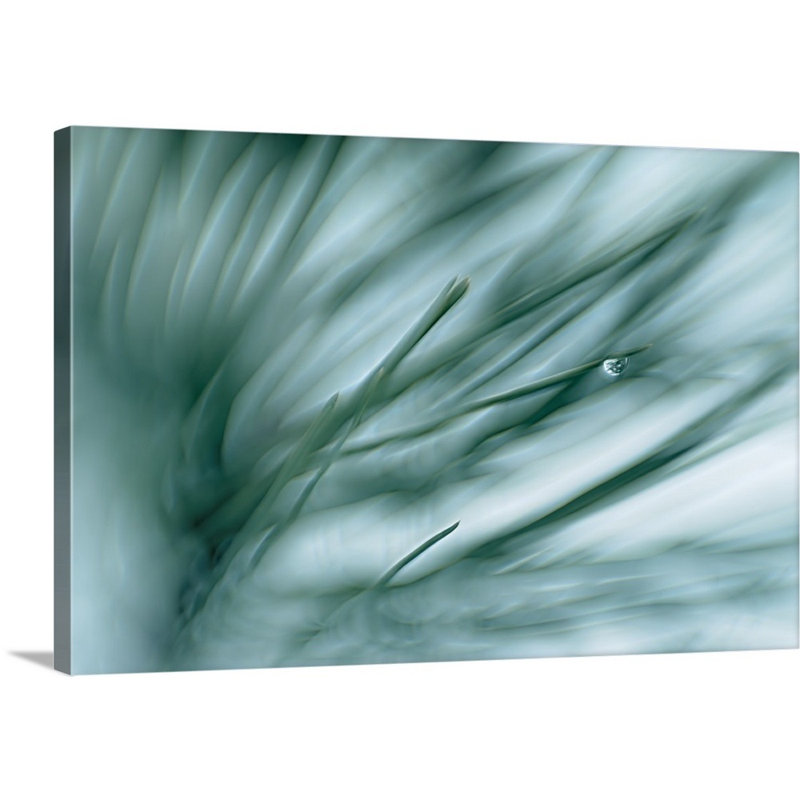 «Pine Needles in Rain», impression sur toile, H 12 po x l 18 po x P 1,5 po