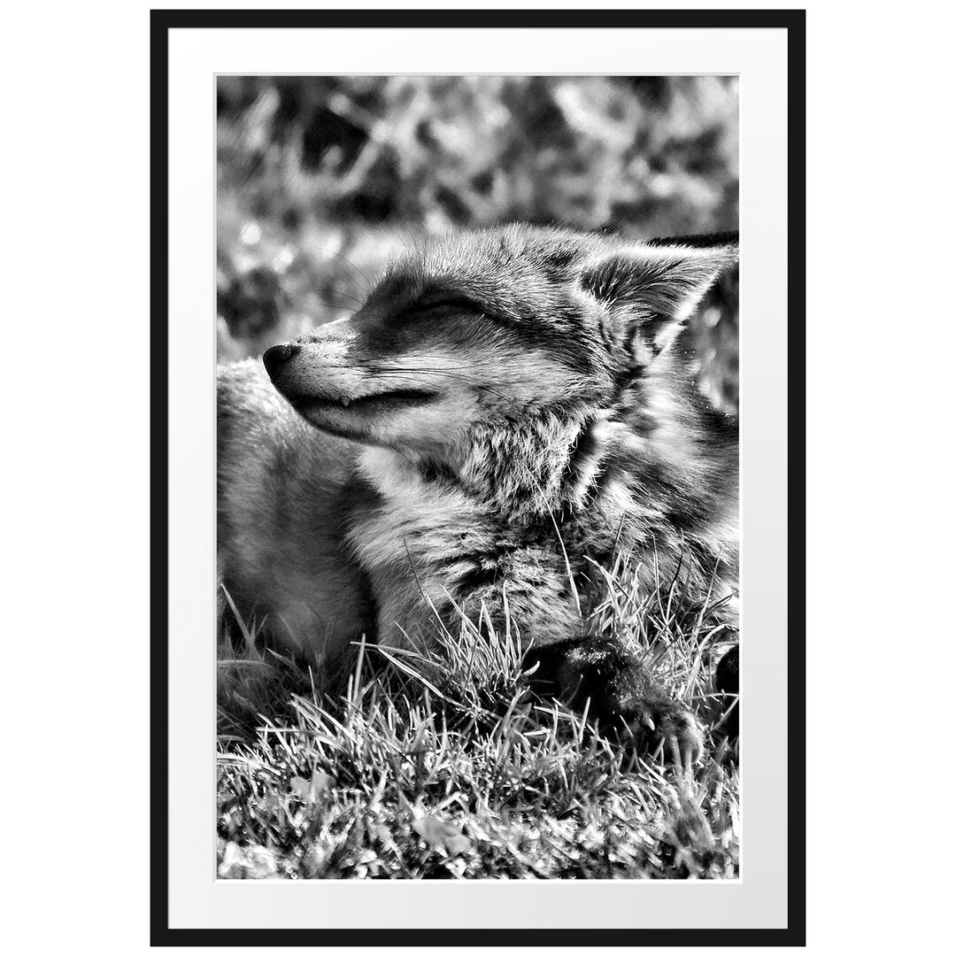 Gerahmtes Poster Fuchs im Gras