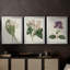 Antique Botanical Collection IV - Toile tendue avec châssis sur mesure - 3 pièces-729214978-729214977