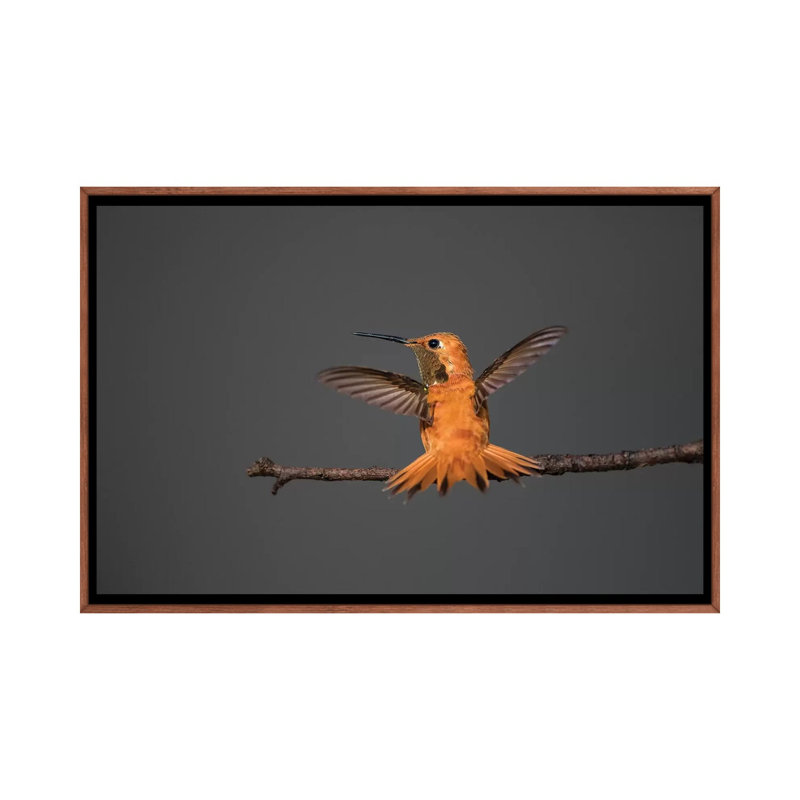 Colibri roux par Larry Ditto - impression d'art graphique, H 18 po x l 26 po x P 1,5 po, Aucun mat