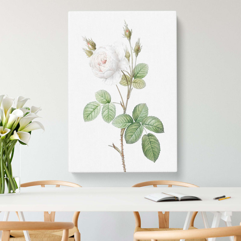 White Moss Rose by Pierre-Joseph Redoute - Wrapped Canvas Painting, 76cm H x 50cm W x 3cm D