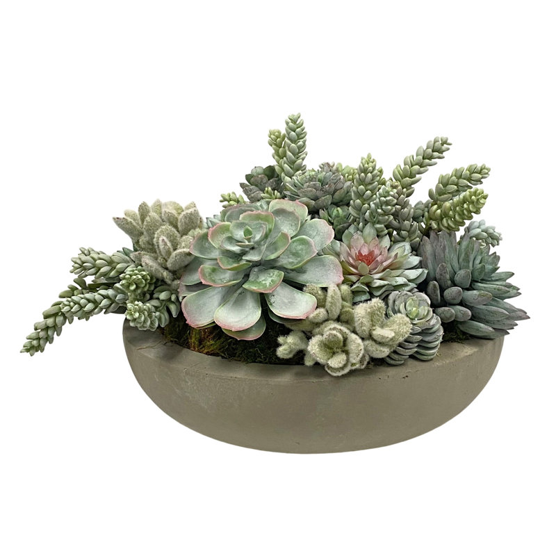 SUCCULENTS IN BOWL