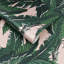 Daintree Palm Pearl Wallpaper-865861596