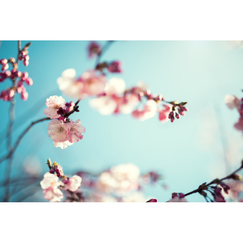 Cherry Tree In Spring - Wrapped Canvas Print, 51cm H x 76cm W x 3.8cm D