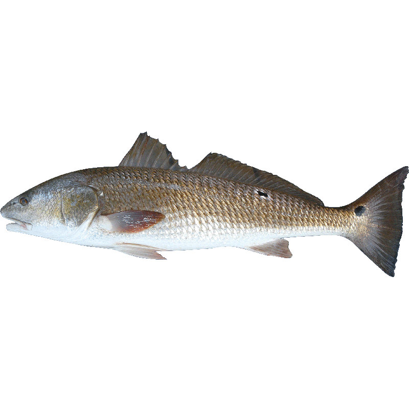 Adhésif décoratif poisson I, H 17 po x l 48 po